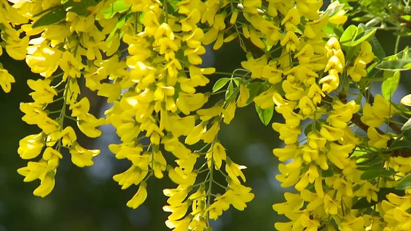 beautiful yellow flowers in the world 